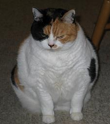 Everything's cuter with cats.
